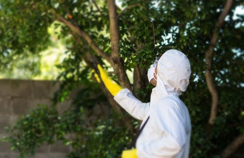 5-Reasons-Why-You-Should-Hire-a-Pest-Control-Brisbane-Expert