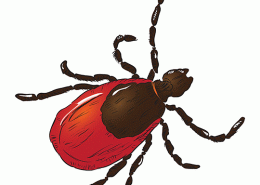 All About Dust Mites