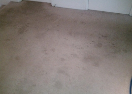How to Clean Carpet Stains