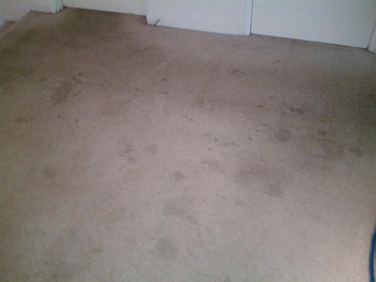 Removing Blood Stains from Your Carpet  Sun Dry Carpet Cleaning & Pest  Control