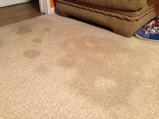 How To Remove Dried Blood Stains From Carpet With Baking Soda And