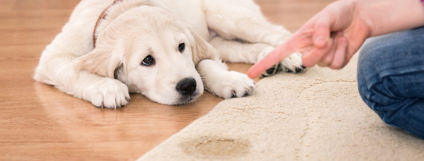 How to Get Dog Pee Smell Out of Carpet