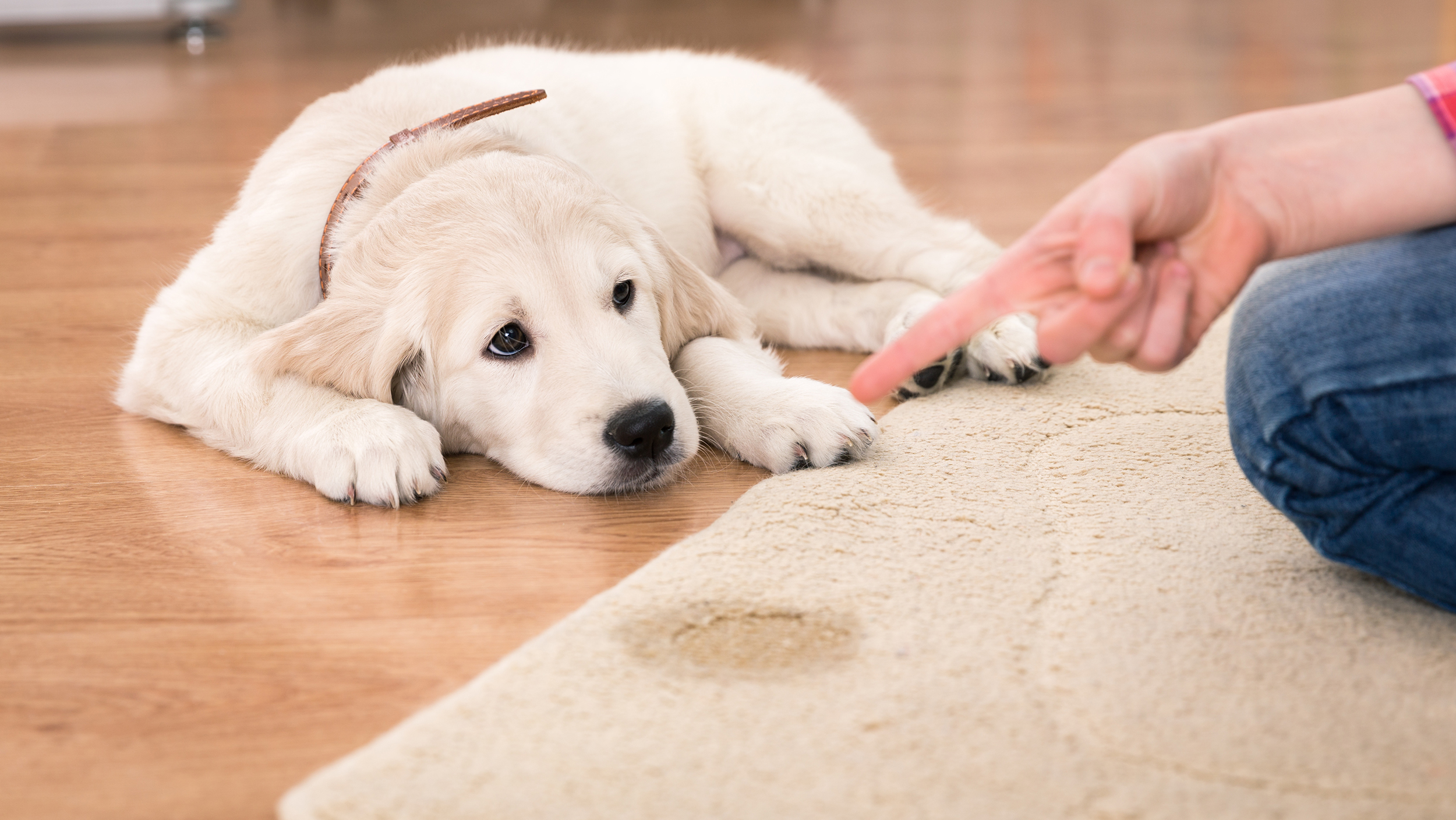how do you get the dog pee smell out of carpet