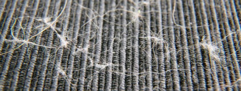 This image displays pet hair in a carpet