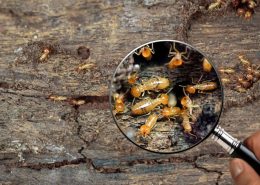 Termite Workers, Small termites, Work termites walk in the nest. Termites enlarge, zoom with magnifying glass.