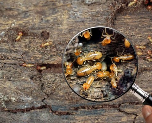 Termite Workers, Small termites, Work termites walk in the nest. Termites enlarge, zoom with magnifying glass.